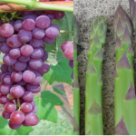 grapeasparagus