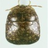 KudzuBug