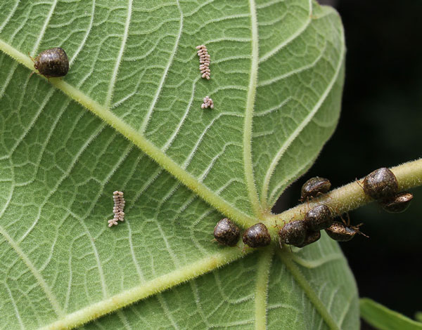Kudzu bugs on Fig leaf in May
