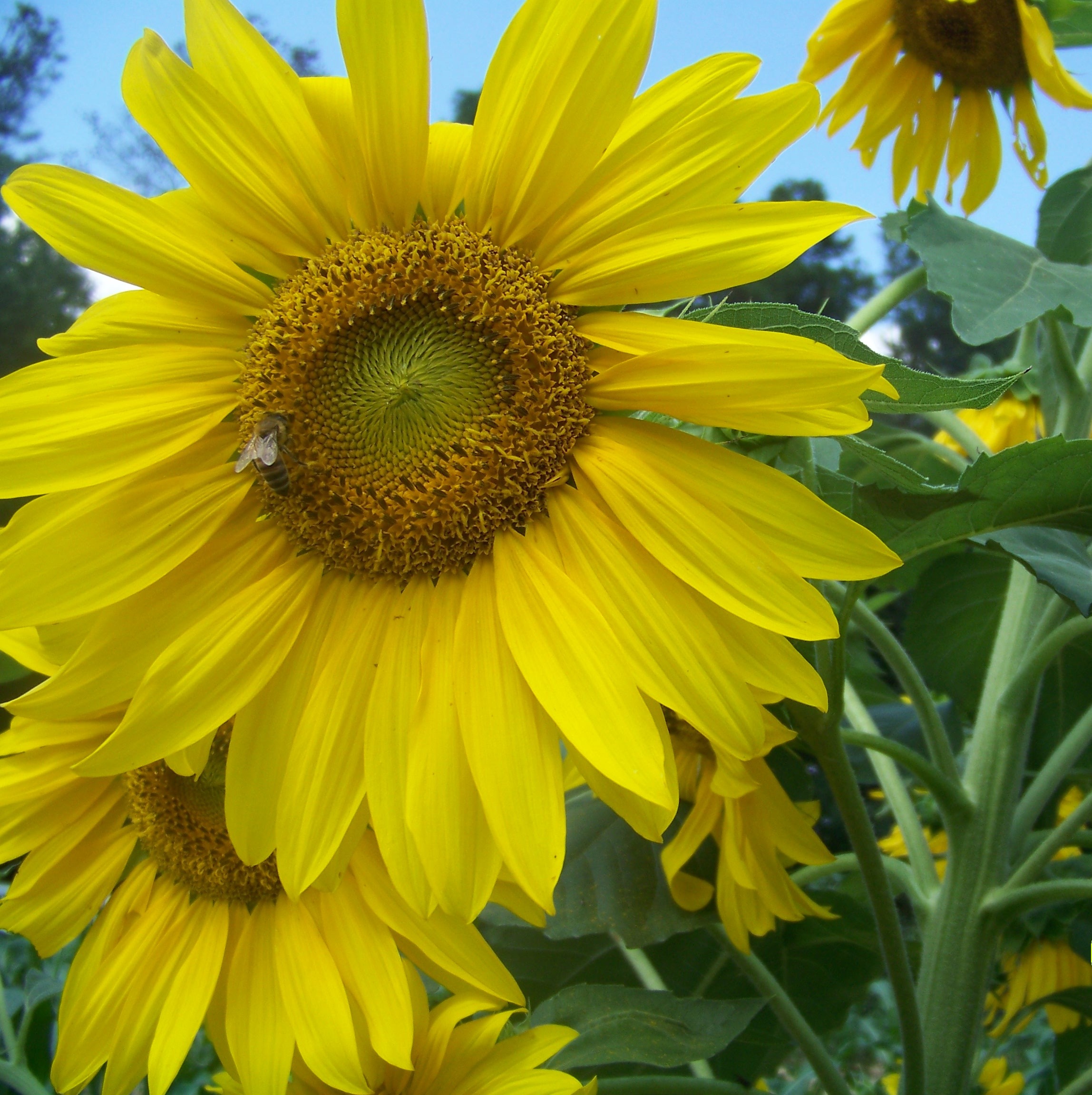 Swamp Sunflower Makes a Good Landscape Plant | North Carolina