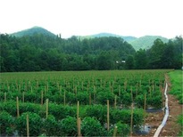 Cover photo for Vegetable Production Update- October 12th, 2018