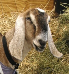 Cover photo for 2019 Piedmont Regional Goat and Sheep Conference