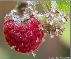 Cover photo for First and Last Frost Dates - Interactive Map & Chart