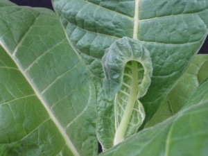 Cover photo for From the Field-Agronomy Notes