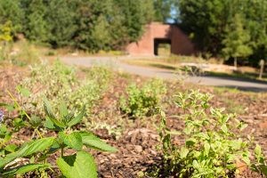 Cover photo for NCSU Grad Student Focuses on Pollinators