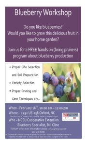 Cover photo for Blueberry Workshop