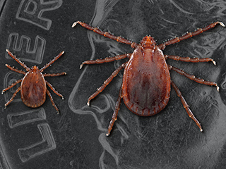 Image of a tick