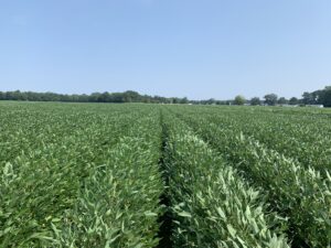 Cover photo for Webinar RECORDING: Mid-Season Soybean Management