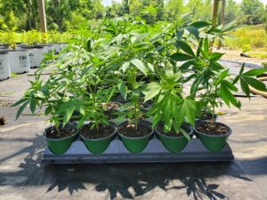 Hemp plants in small pots