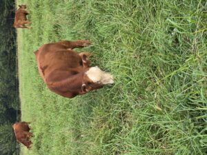 cattle grazing